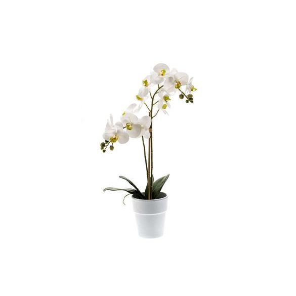 Phalaenopsis bokor RT 65cm - Fehér (fehér cserépben 12cm)