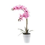   Phalaenopsis bokor RT 65cm - Rózsaszín (fehér cserépben 12cm)