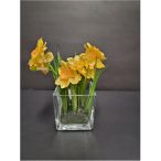  Nárcisz 3szál 18cm sárga, üveg négyzet alakú cserépben 8cm
