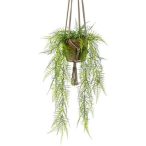 Asparagus plumosus csöngős bokor x6 80cm cserépben 16cm