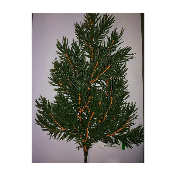 Mini fenyő ágx3 11tips 40cm