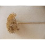 Medvetalp ág 80cm arany