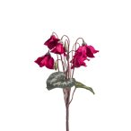 Cyclamen bush 28cm - Beauty