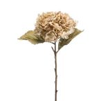 Hortenzia cream 52 cm