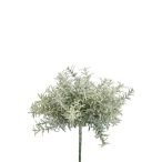 Rozmaring bokor 22cm hamvas zöld