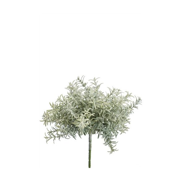 Rozmaring bokor 22cm hamvas zöld