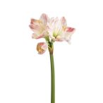 Amaryllis 67cm - Rózsaszín
