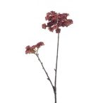 Echeveria mini spray x2 48cm - Burgundi