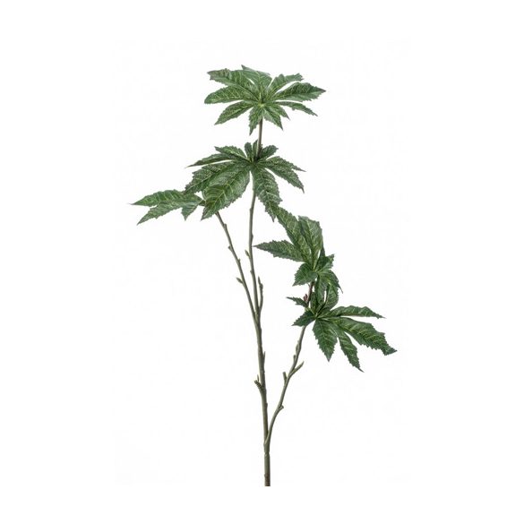 Papaya levél ág x3