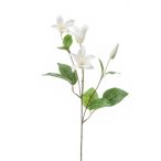 Clematis ág 53cm - Krém