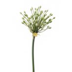 Allium bimbós ág 70 cm - Krém