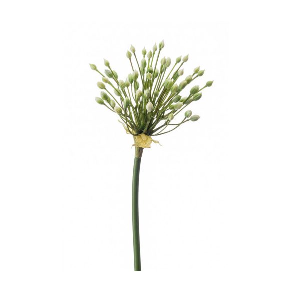 Allium bimbós ág 70 cm - Krém