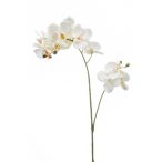 Phalaenopsis ág x2 RT fehér
