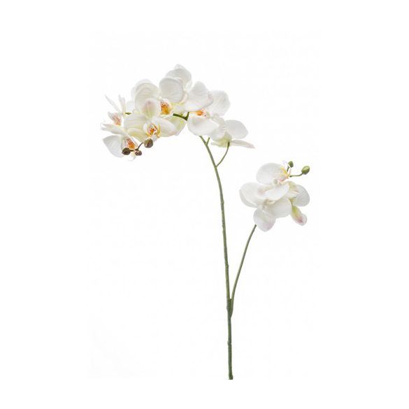 Phalaenopsis ág x2 RT fehér
