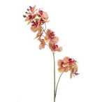 Phalaenopsis ág x2 RT - Fukszia