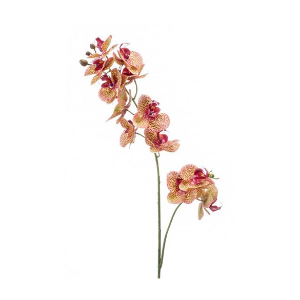 Phalaenopsis ág x2 RT - Fukszia