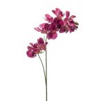Phalaenopsis ág x2 RT - Mályva