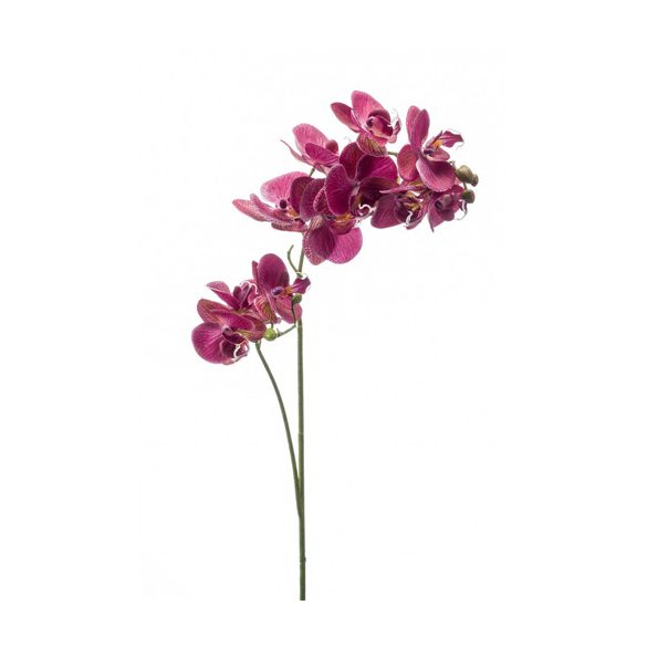 Phalaenopsis ág x2 RT - Mályva