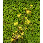 Peach bud szál 93cm sárga