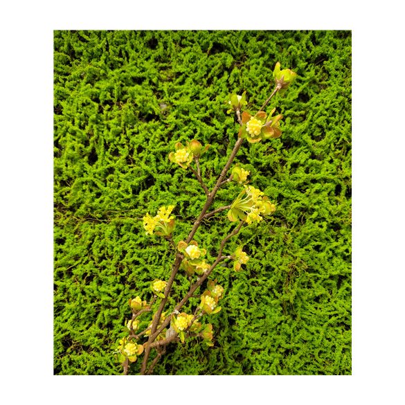 Peach bud szál 93cm sárga