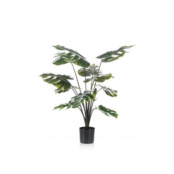 Monstera plant RT 80cm/12levél cserépben