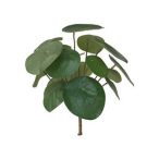Pilea bush 22cm/17lvs