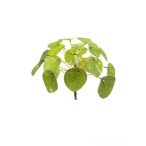 Pilea mini bokor 13cm/21 levél