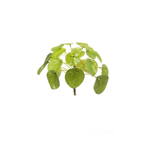 Pilea mini bokor 13cm/21 levél