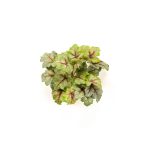 Heuchera Bokor 28cm - Zöld