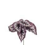 Begonia rex bokor 23cm burgundy/grey