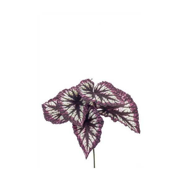 Begonia rex bokor 23cm burgundy/grey