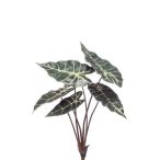 Alocasia Bokor 40cm/ 6levél