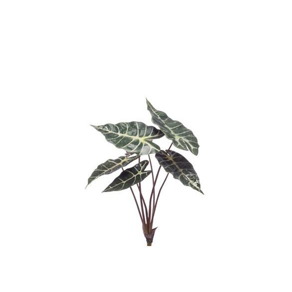 Alocasia Bokor 40cm/ 6levél