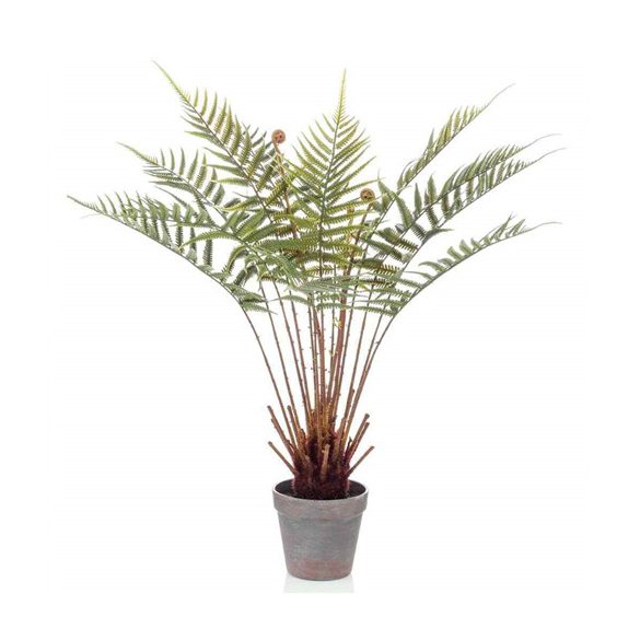 Óriás páfrányfa (Fern dicksonia) 60cm