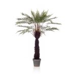 Óriás páfrányfa (Fern dicksonia) 125cm