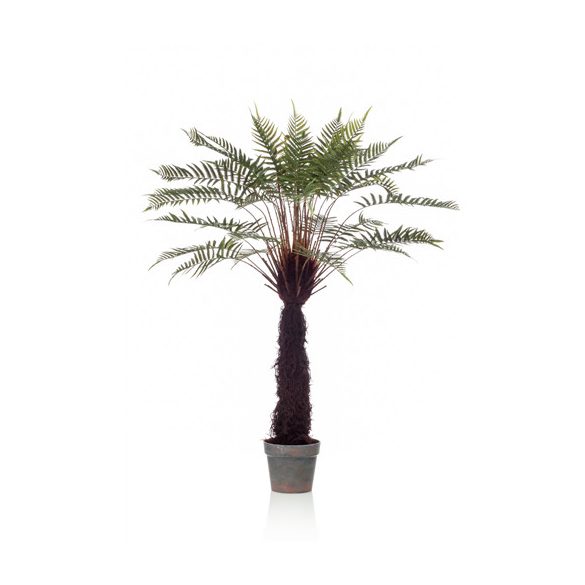 Óriás páfrányfa (Fern dicksonia) 125cm