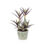 Aloe group 36cm - Lila/zöld (cserépben)