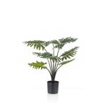   Philodendron palánta RT 60cm/ 8 levél (műanyag cserépben)