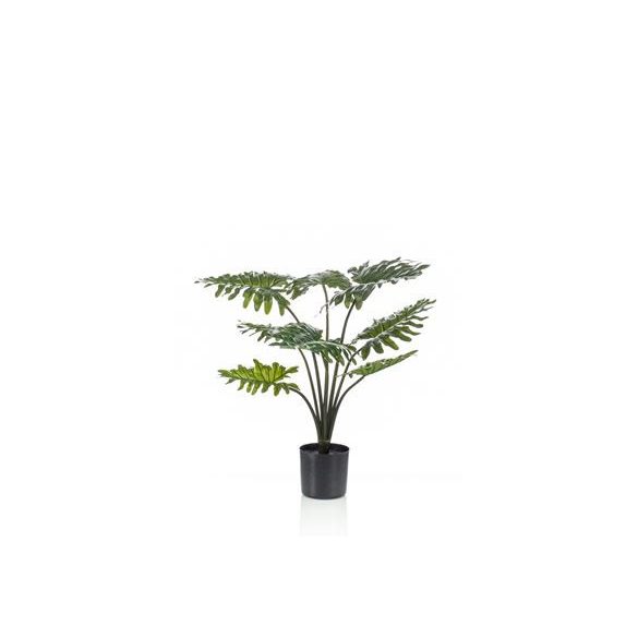 Philodendron palánta RT 60cm/ 8 levél (műanyag cserépben)