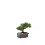Pinus bonsai 18cm tálban barna