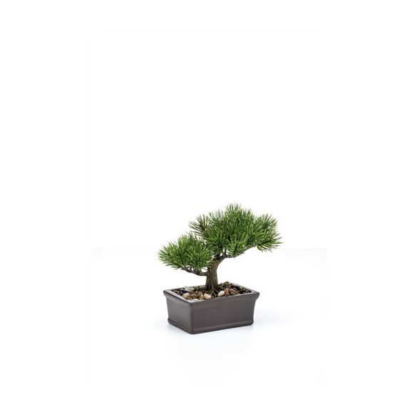 Pinus bonsai 18cm tálban barna