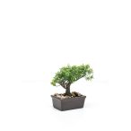 Ficus mini bonsai 18cm tálban barna