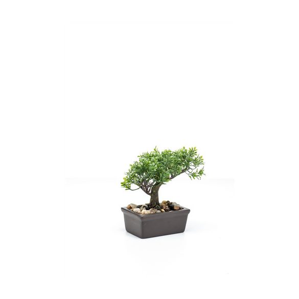Ficus mini bonsai 18cm tálban barna