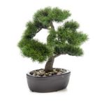 Fenyő bonsai 32cm (barna cserépben)