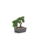 Cédrus bonsai 23cm tálban barna