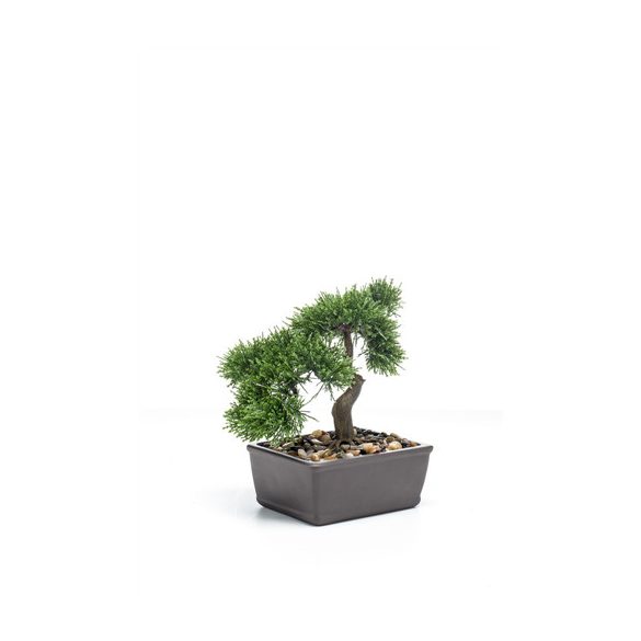 Cédrus bonsai 23cm tálban barna