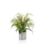 Asparagus plumosus 30cm cement cserépben