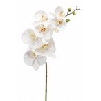 Phalaenopsis szál RT 83cm - Fehér