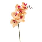 Phalaenopsis ág RT 83cm barack/beauty