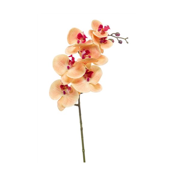 Phalaenopsis ág RT 83cm barack/beauty